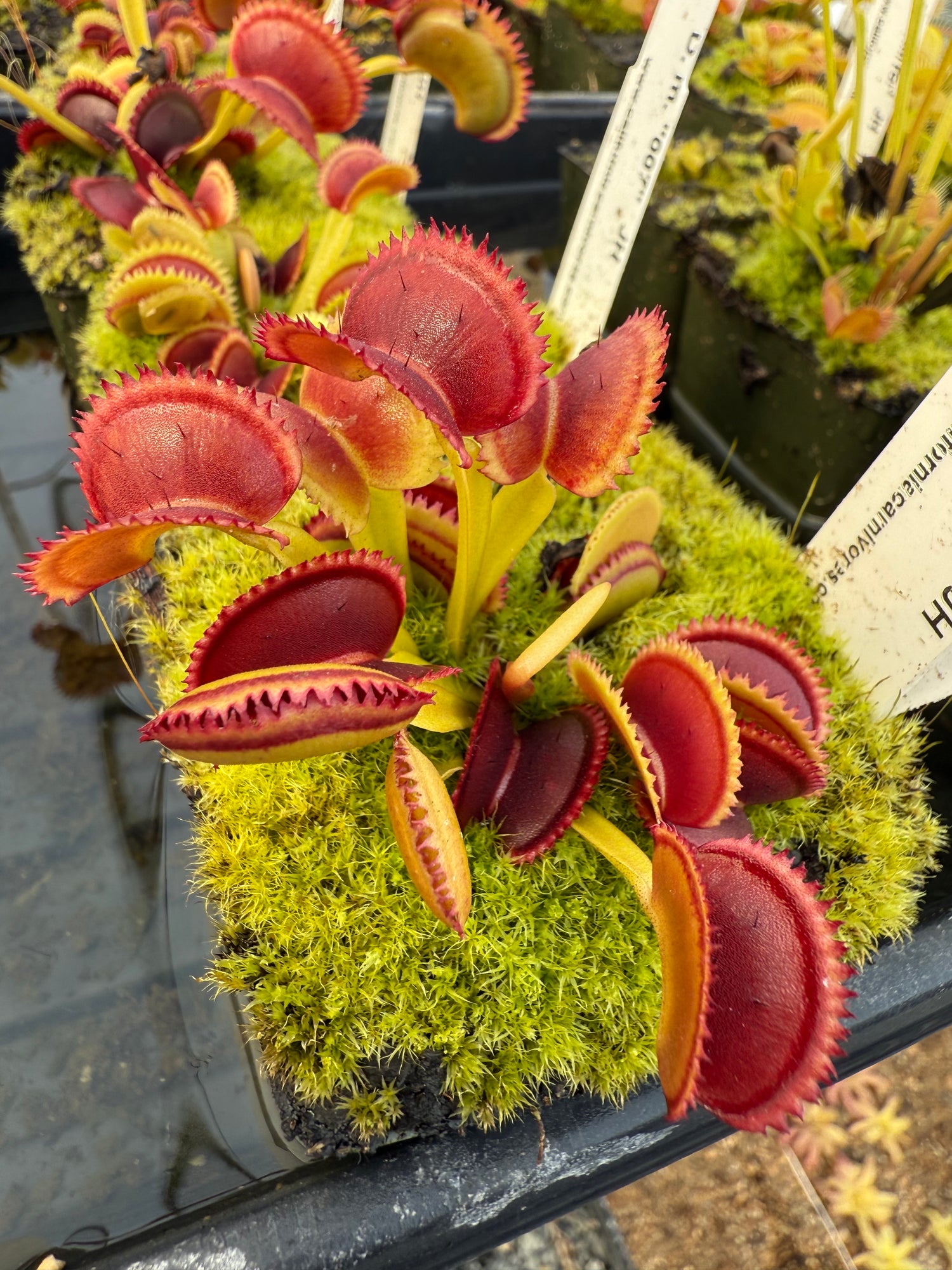 Dionaea m. “007” JH Potted