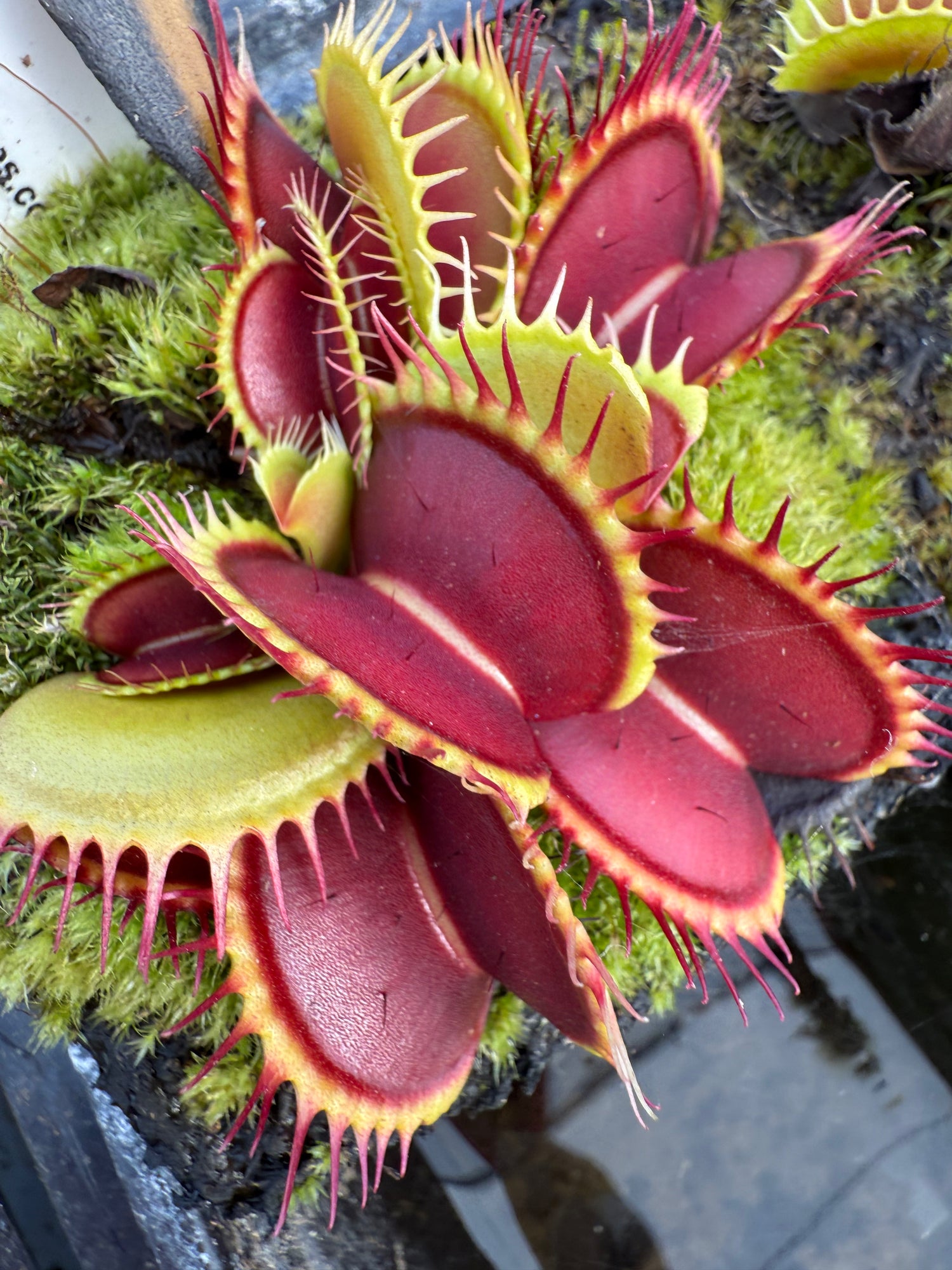 Dionaea m. ‘BCP Giant’ JH Potted