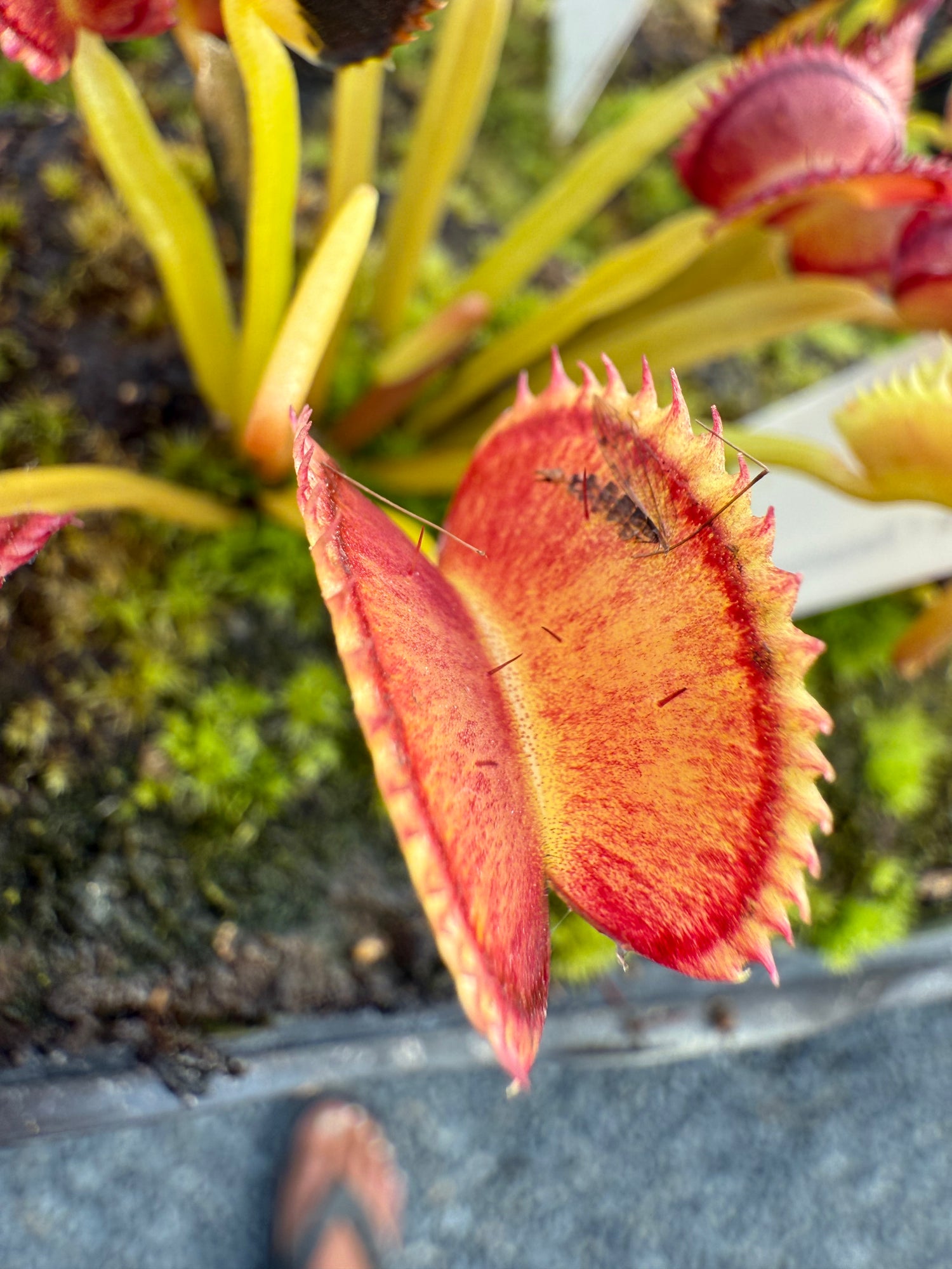 Dionaea m. 'Dentata' JH Potted