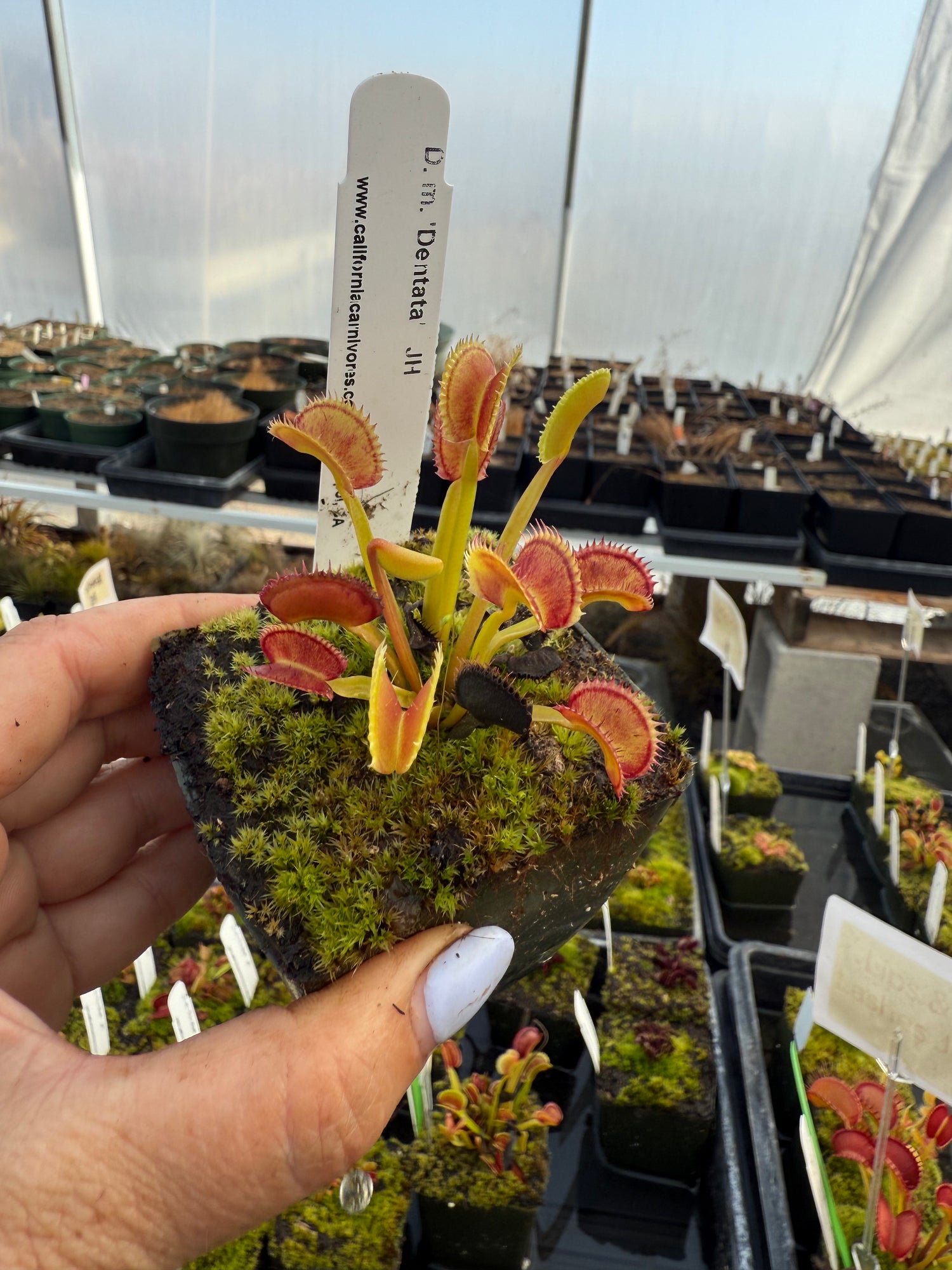 Dionaea m. 'Dentata' JH Potted