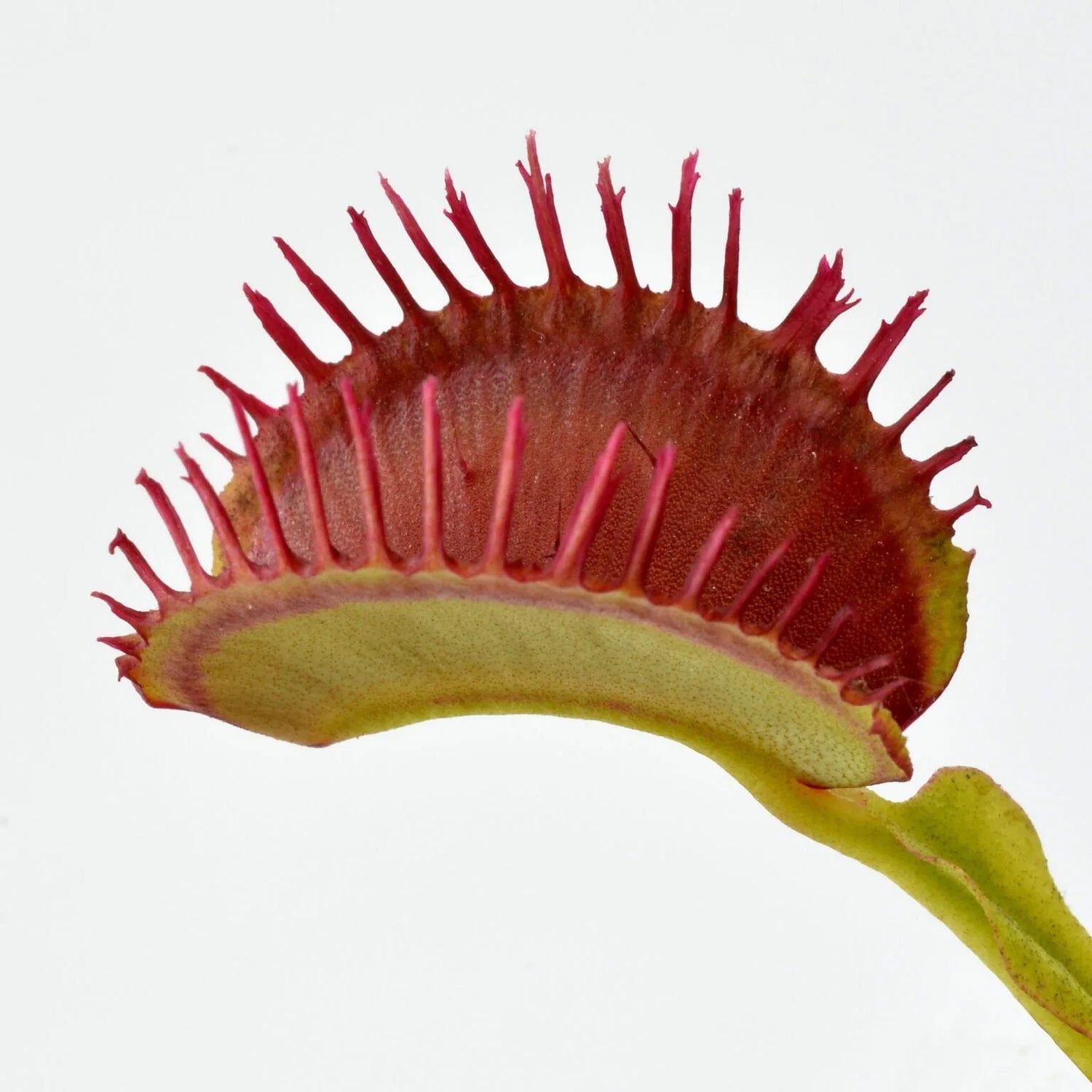 Dionaea m. 'Plumechon' Potted