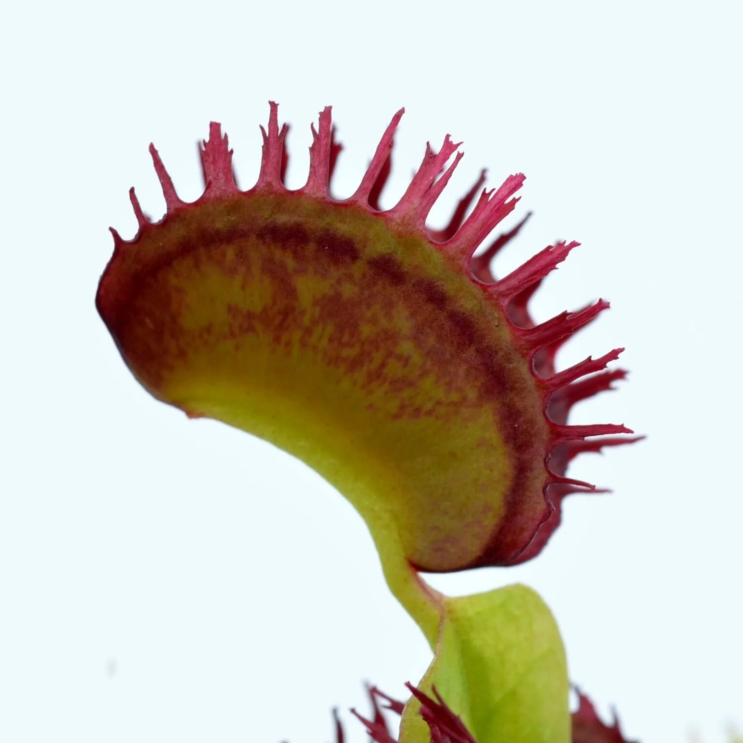 Dionaea m. 'Plumechon' Potted