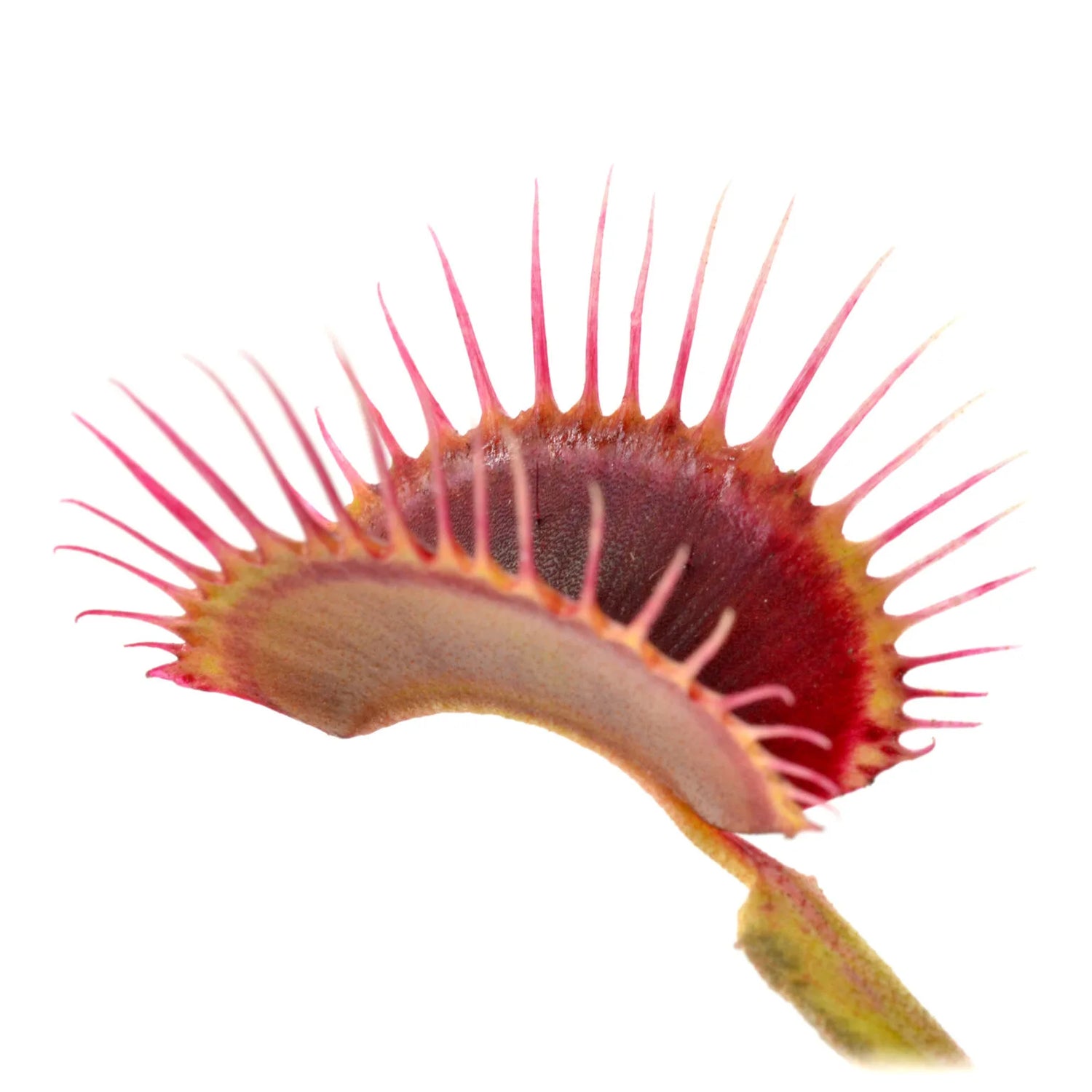 Dionaea m. 'Perfect Teeth' Potted