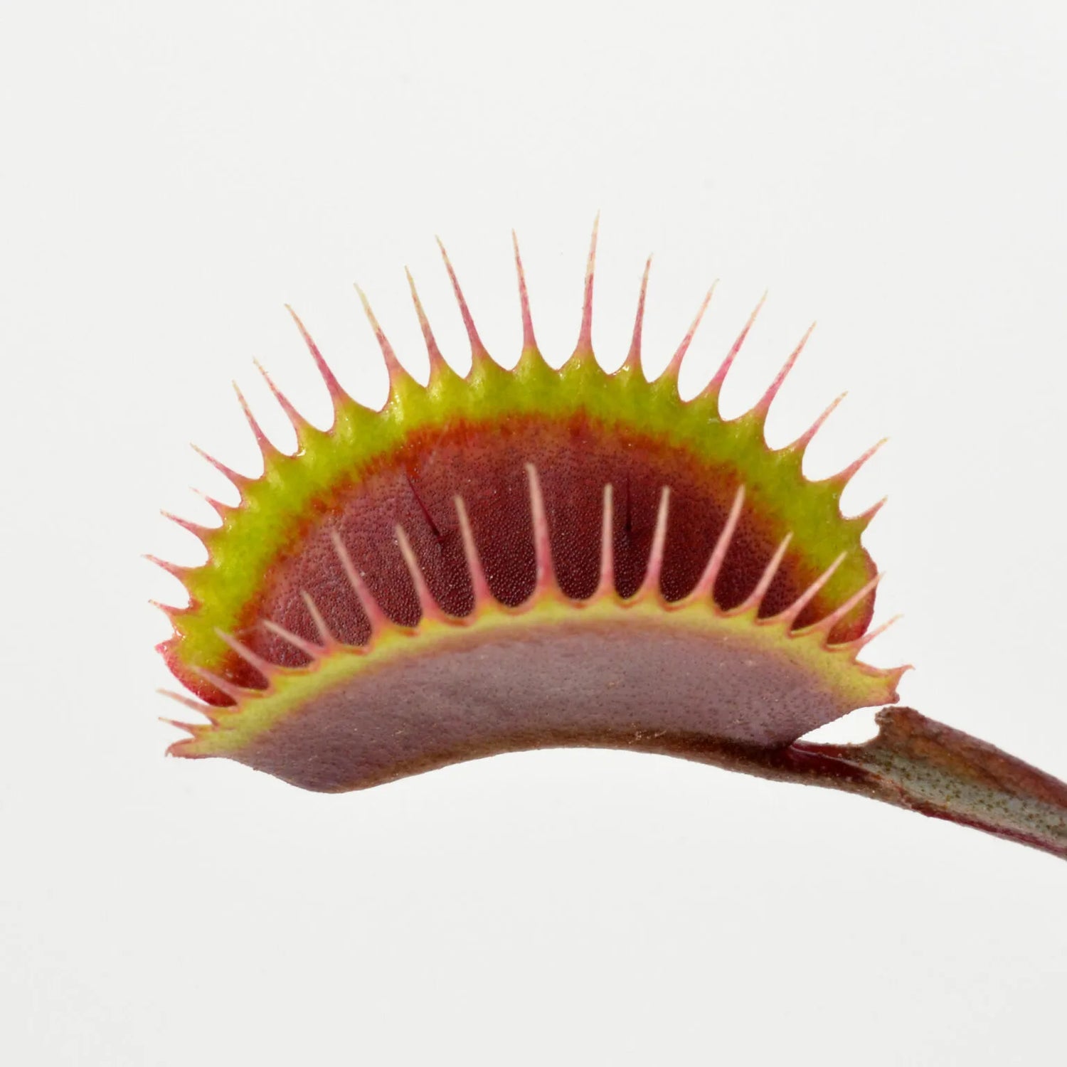 Dionaea m. “Black Venom” Potted