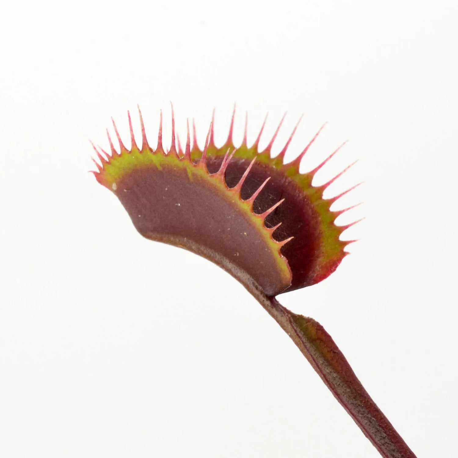 Dionaea m. “Black Venom” Potted