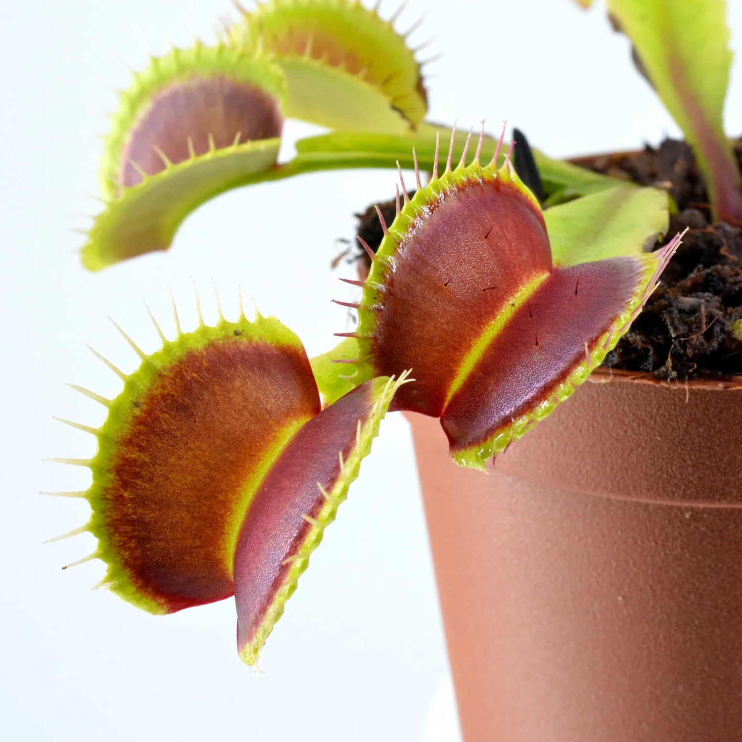 Dionaea m. “GJ Nosferatu” Potted
