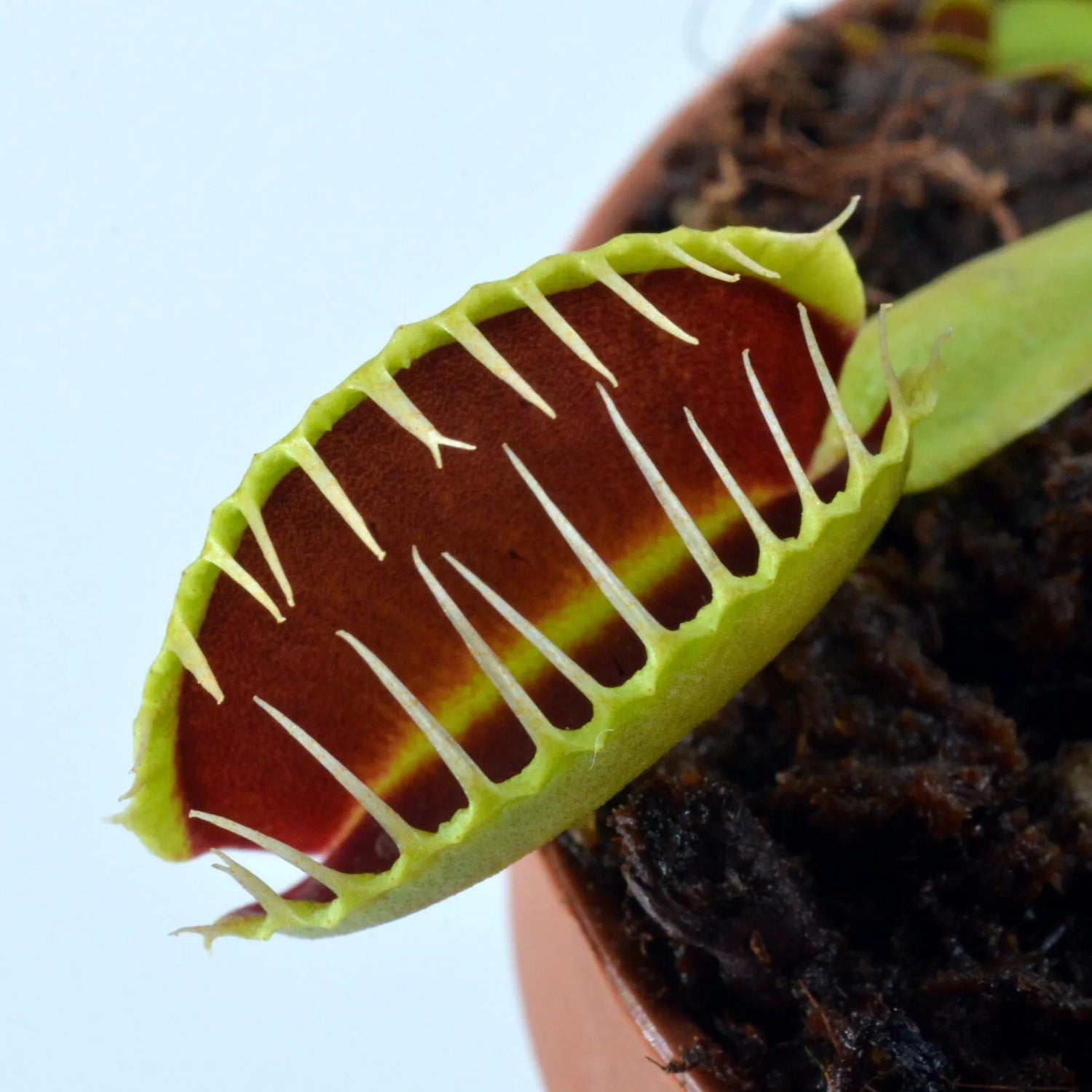Dionaea m. “GJ Nosferatu” Potted