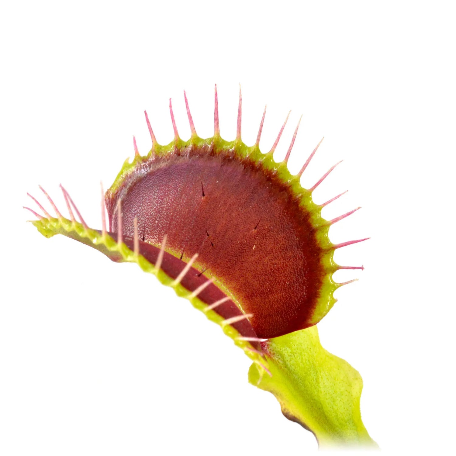 Dionaea m. “GJ Nosferatu” Potted