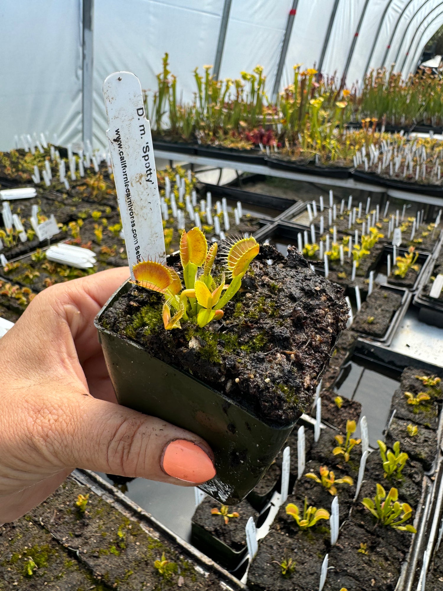 Dionaea m. ‘Spotty’ JH Potted