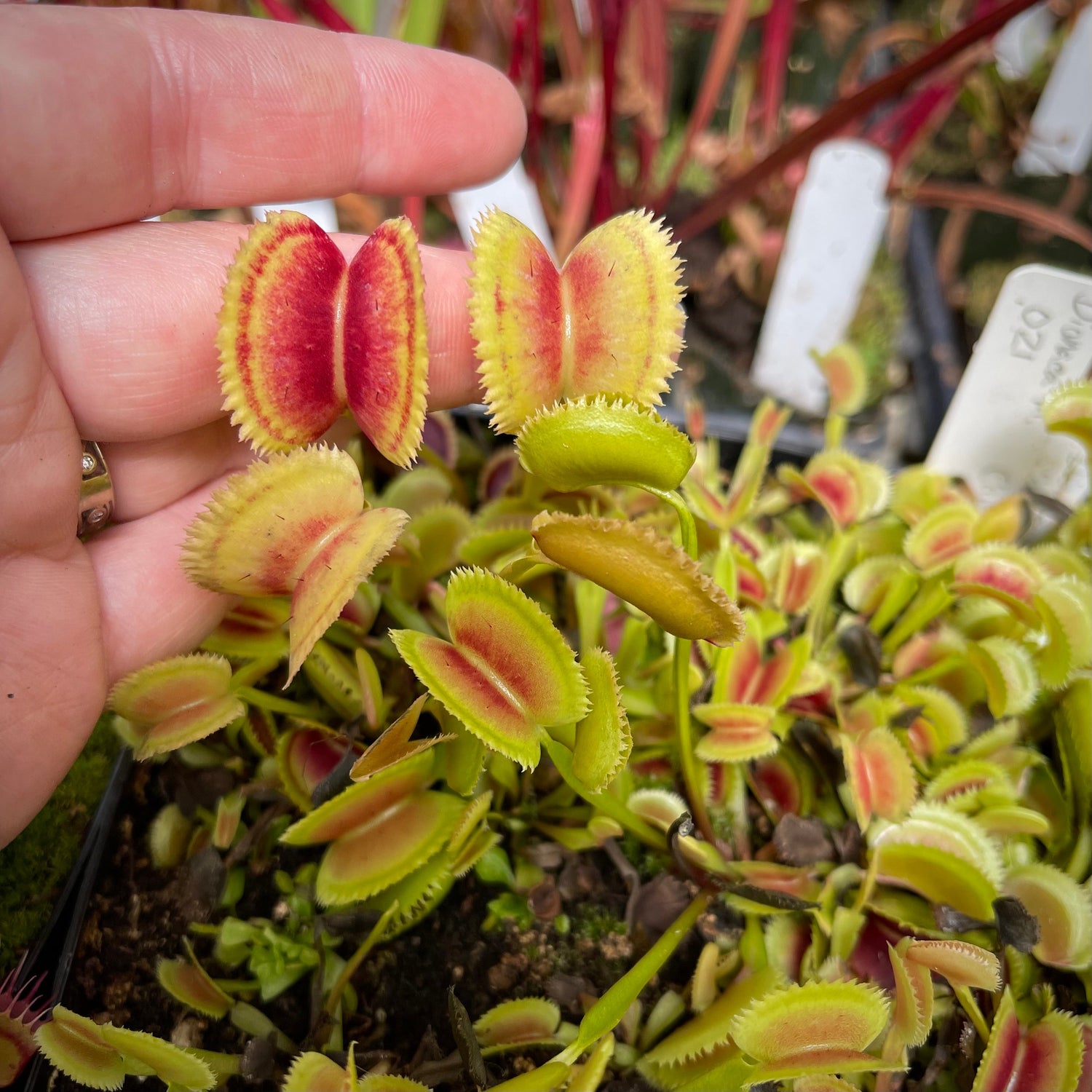 Dionaea m. "021 Carnivoria" Potted