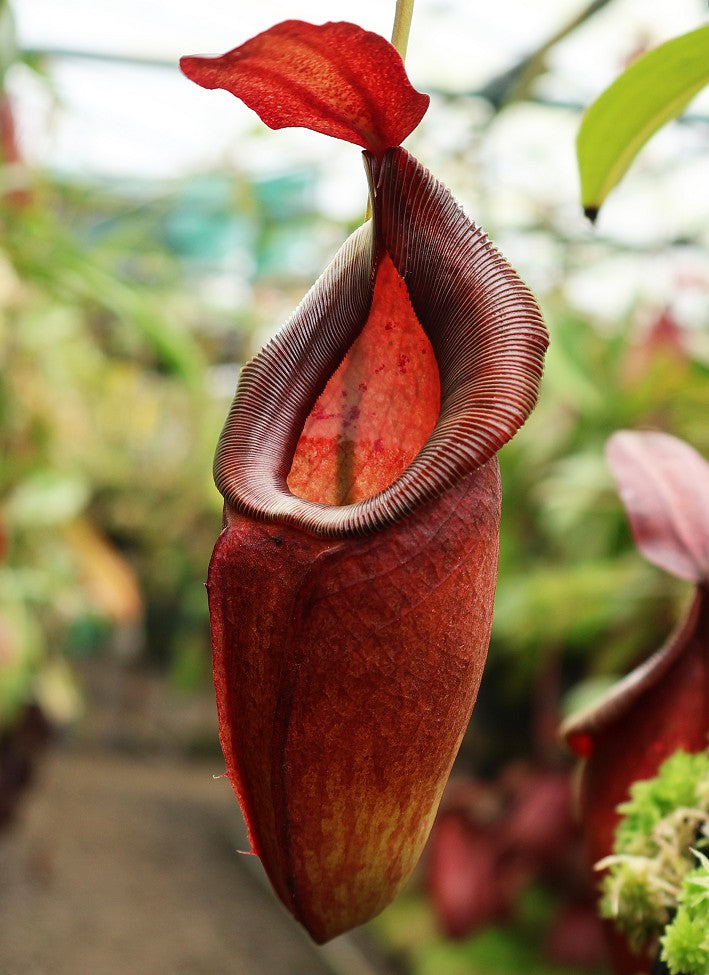 Nepenthes spathulata x dubia Potted