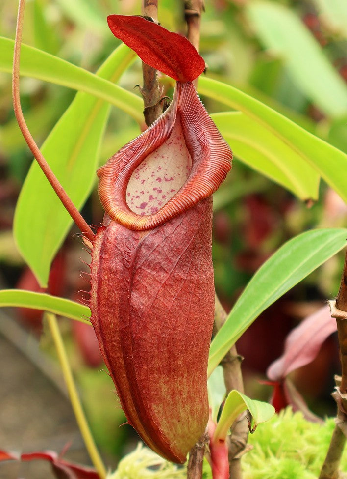 Nepenthes spathulata x dubia Potted