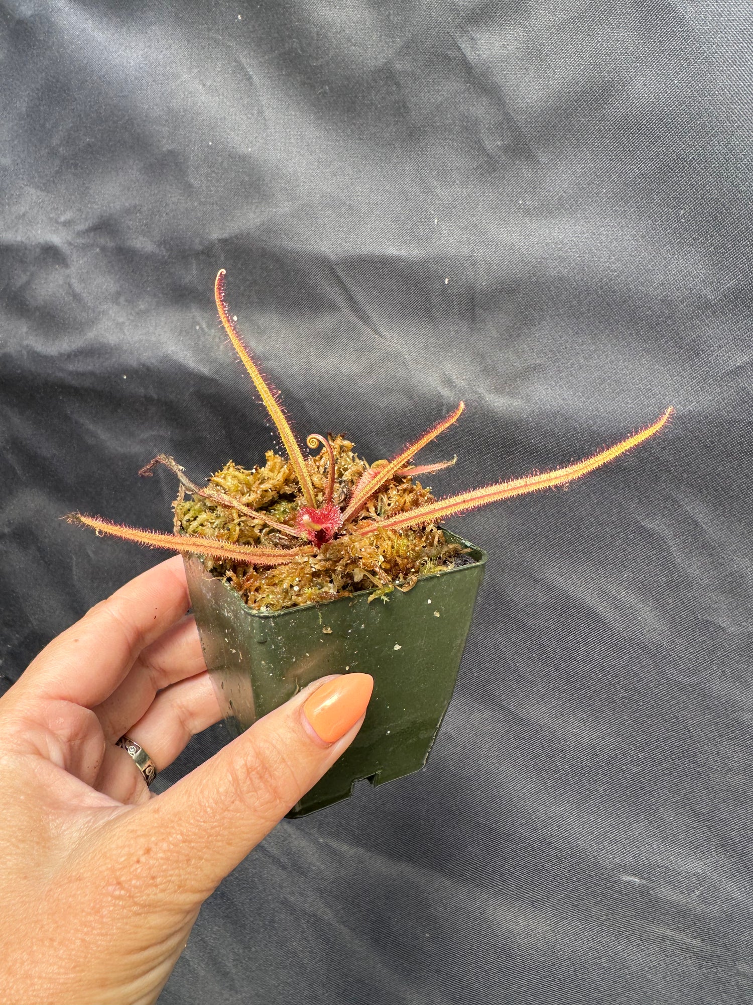 Drosera adelae Potted