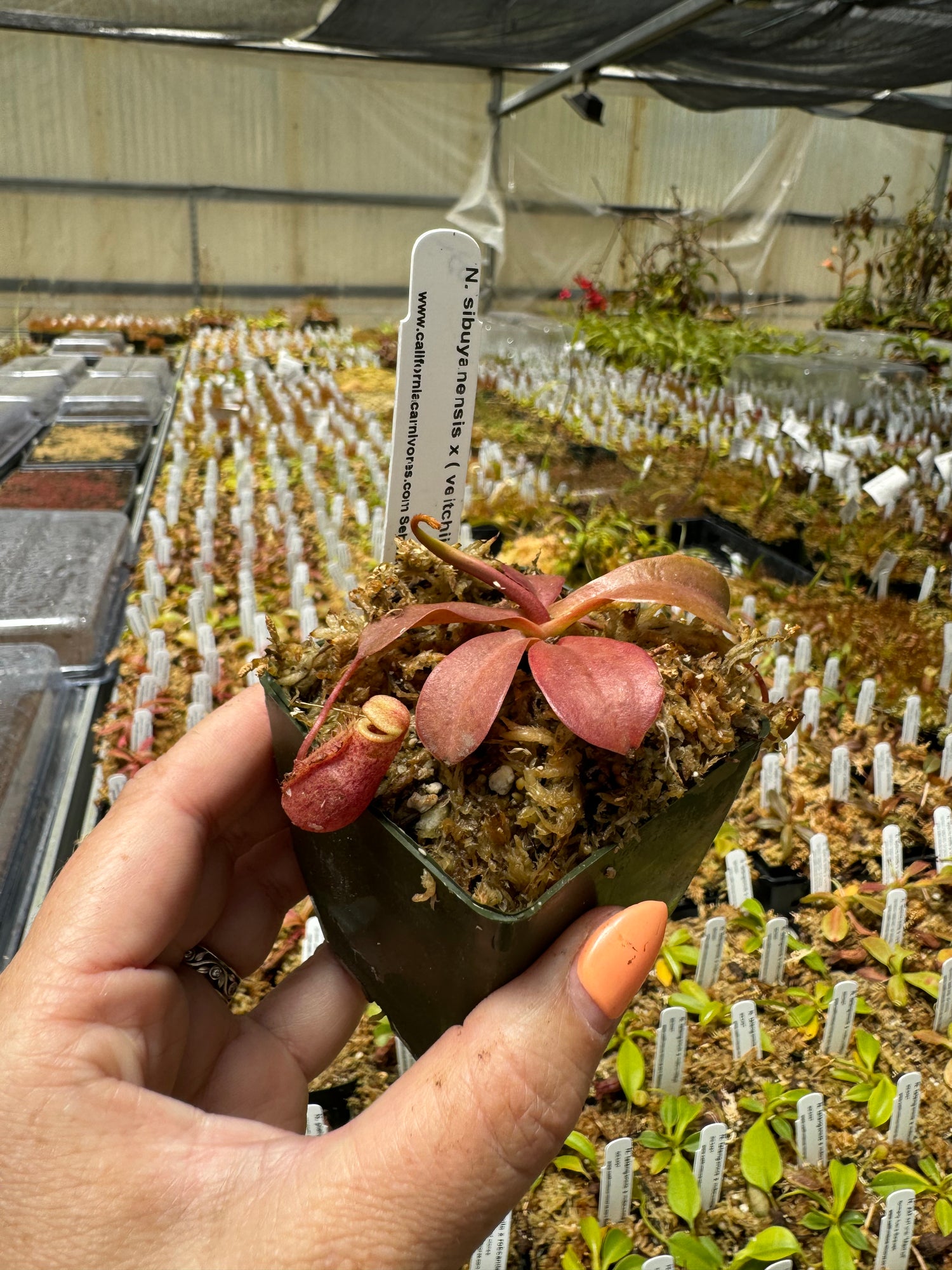 Nepenthes sibuyanensis x (veitchii x lowii ) selected clone 