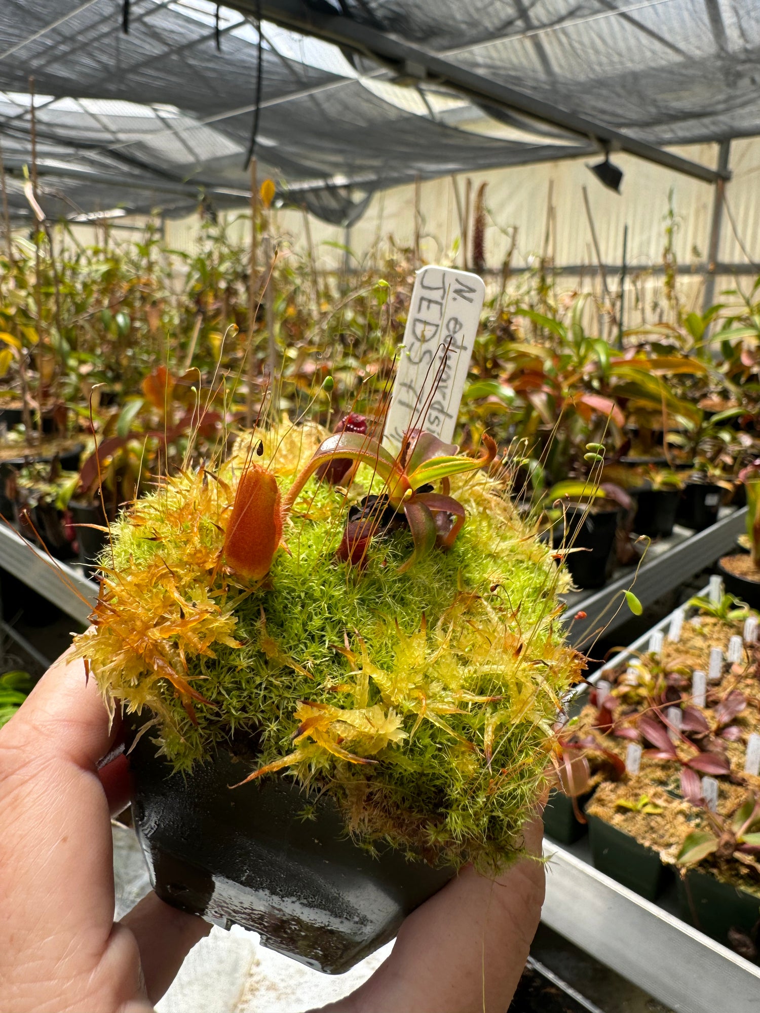 Nepenthes edwardsiana CalCarn Clone Potted