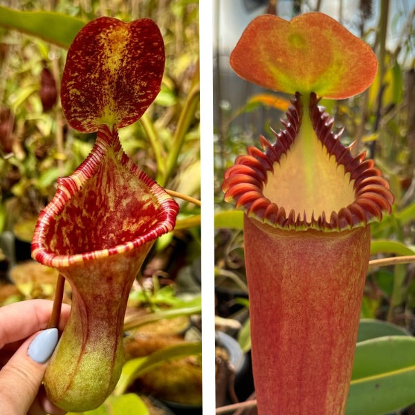 Nepenthes ( x ‘Peter D’Amato’ ) x edwardsiana “Giant” CalCarn Seed-Grown Potted