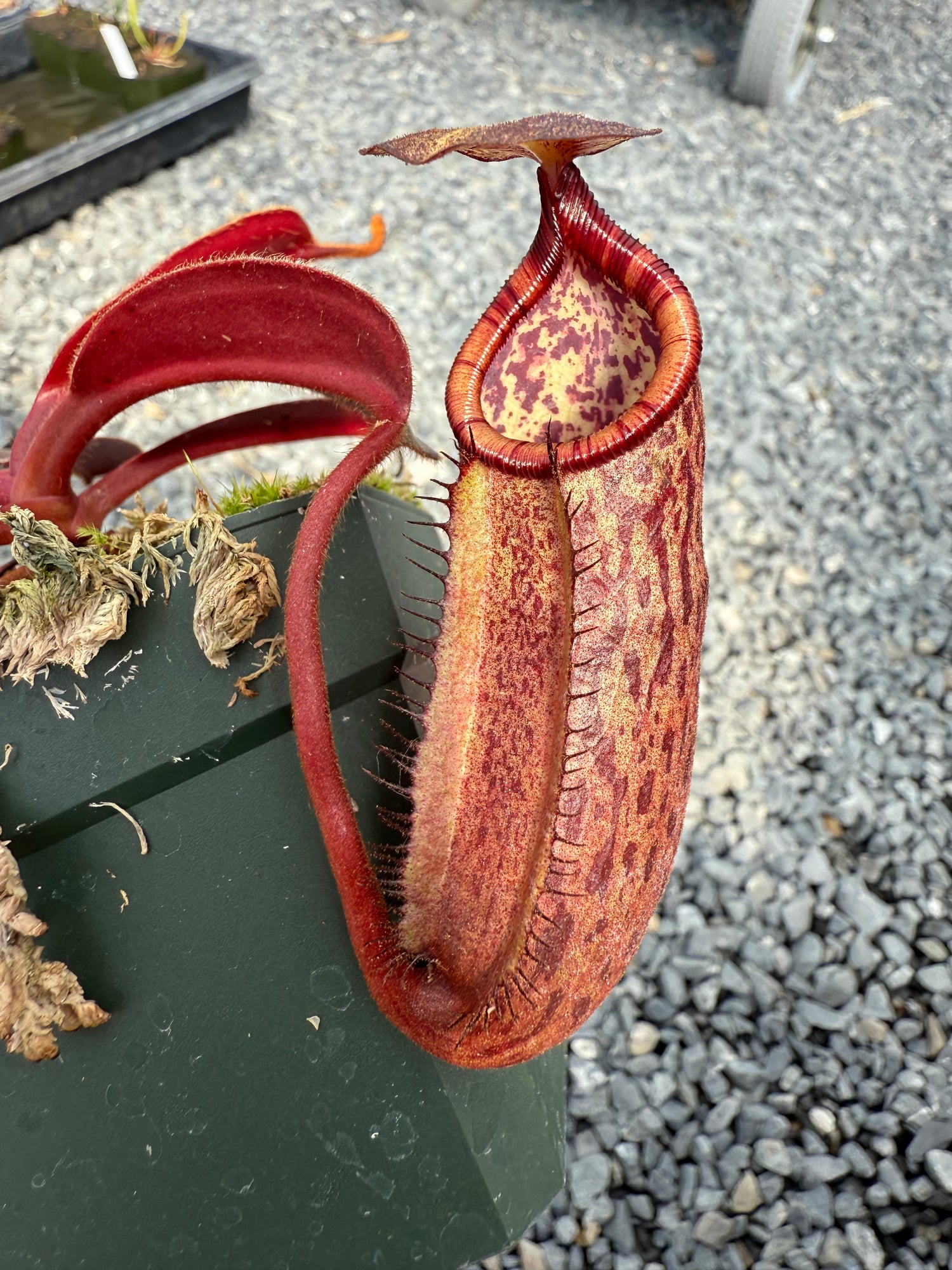 Nepenthes peltata x ephippiata Potted