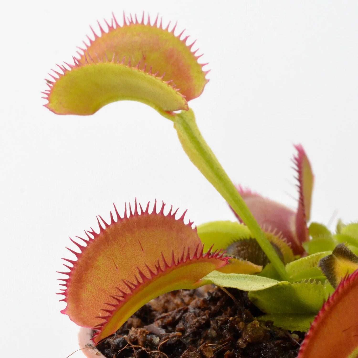 Dionaea m. ‘Feather Teeth' Potted