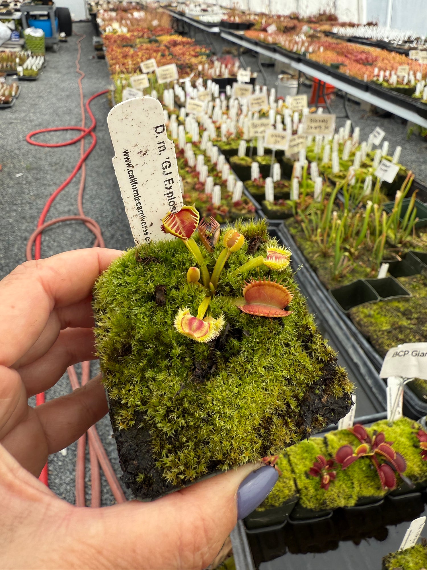 Dionaea m. “GJ Explosion” JH Potted