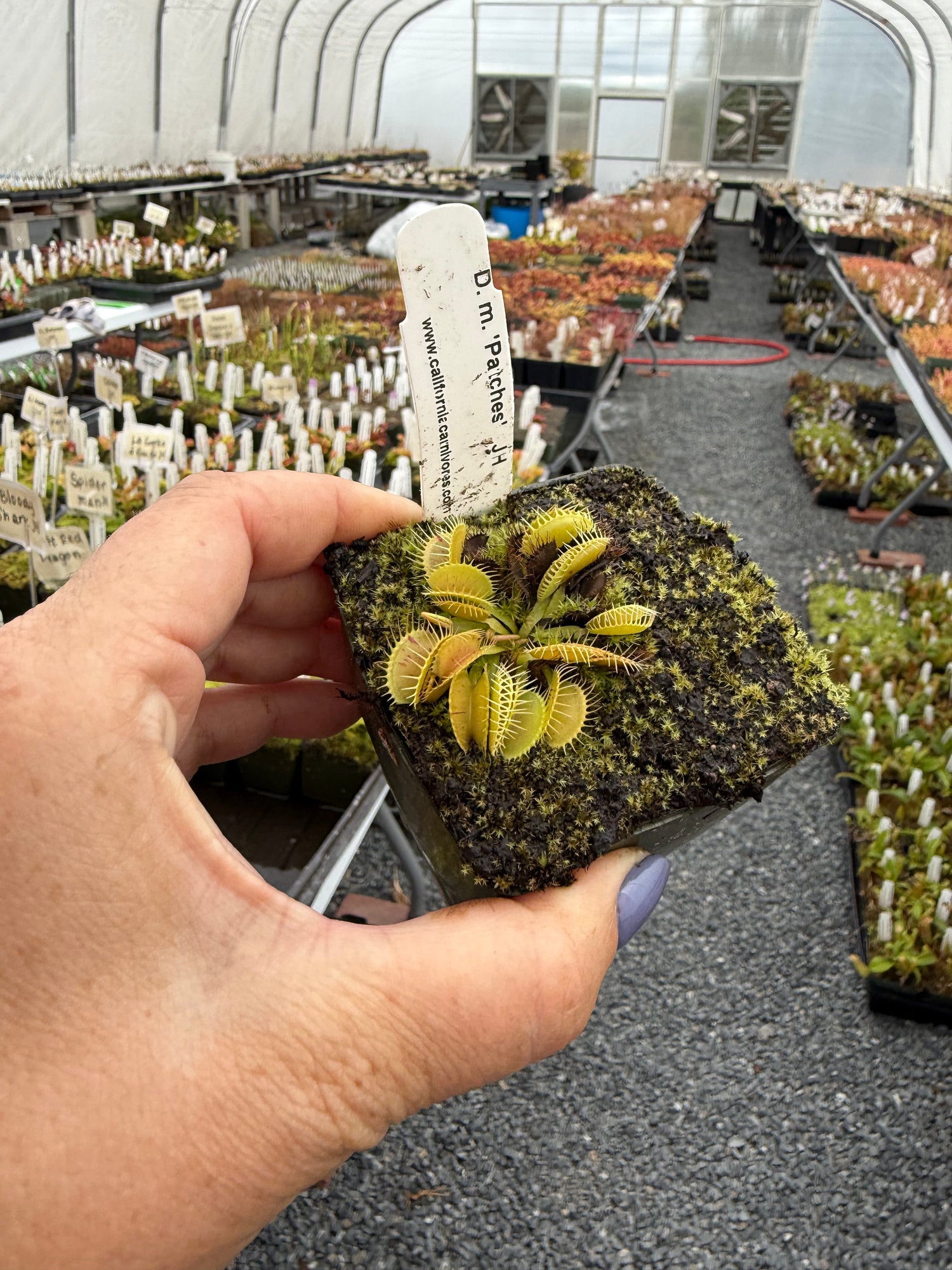 Dionaea m. 'Patches' JH Potted