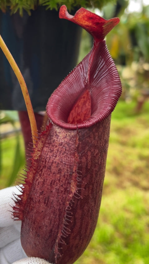 Nepenthes ( x trusmadiensis) x aristolochioides Potted