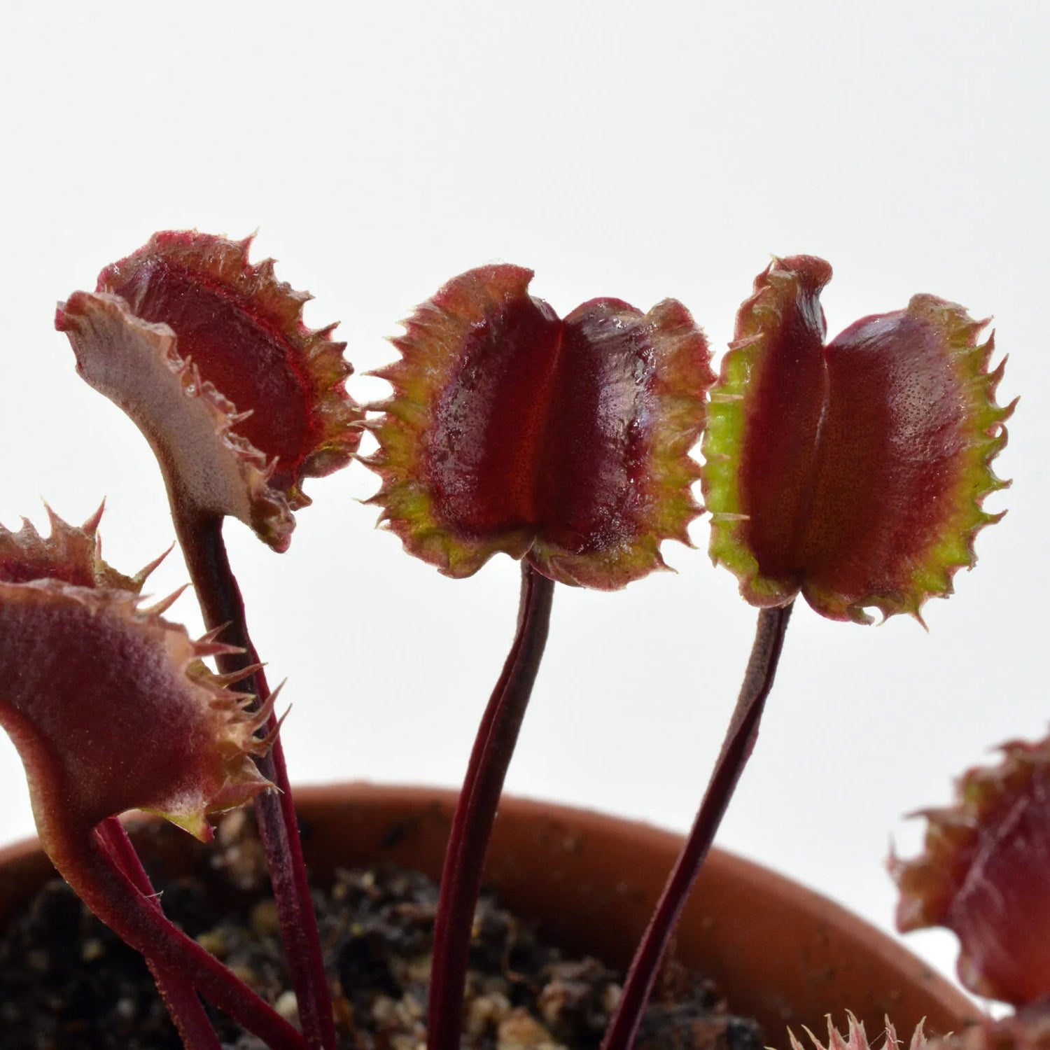 Dionaea m. “Lupinotuum” Potted