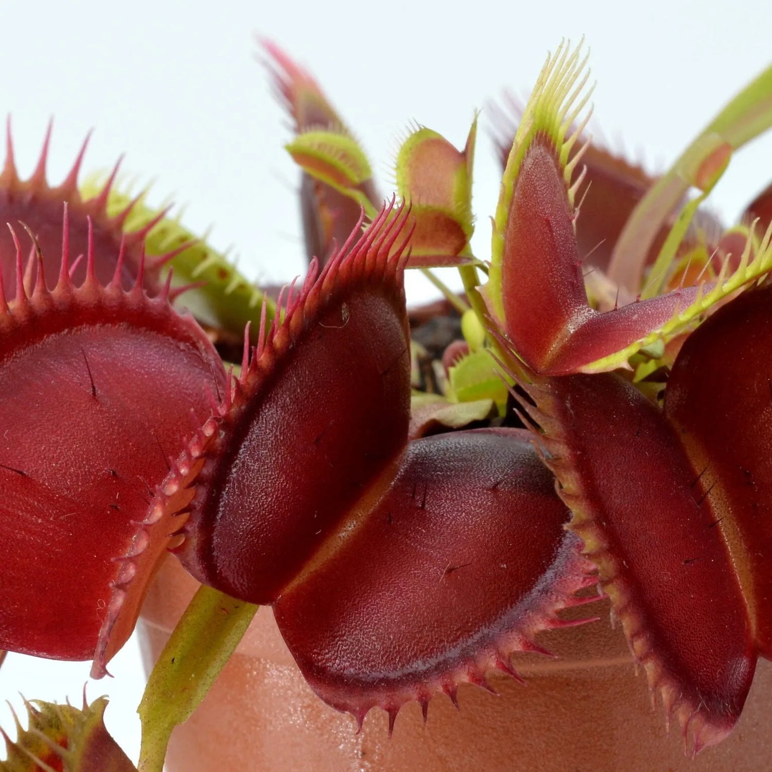 Dionaea m. “Hennings Giant” Potted