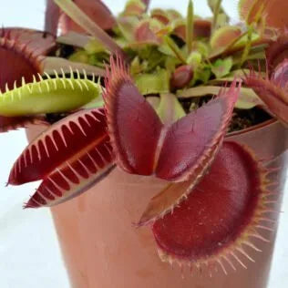 Dionaea m. “Hennings Giant” Potted