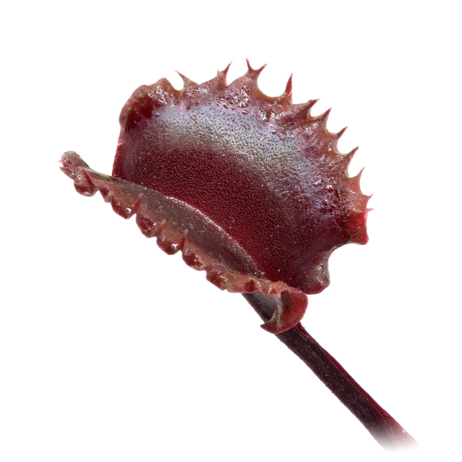 Dionaea m. “Verispellem” Potted