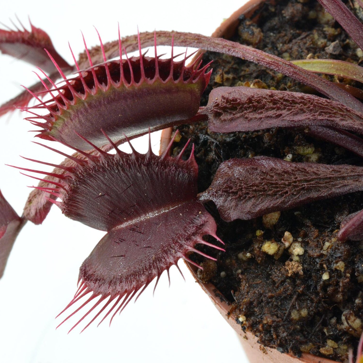 Dionaea m. “Asura” Potted