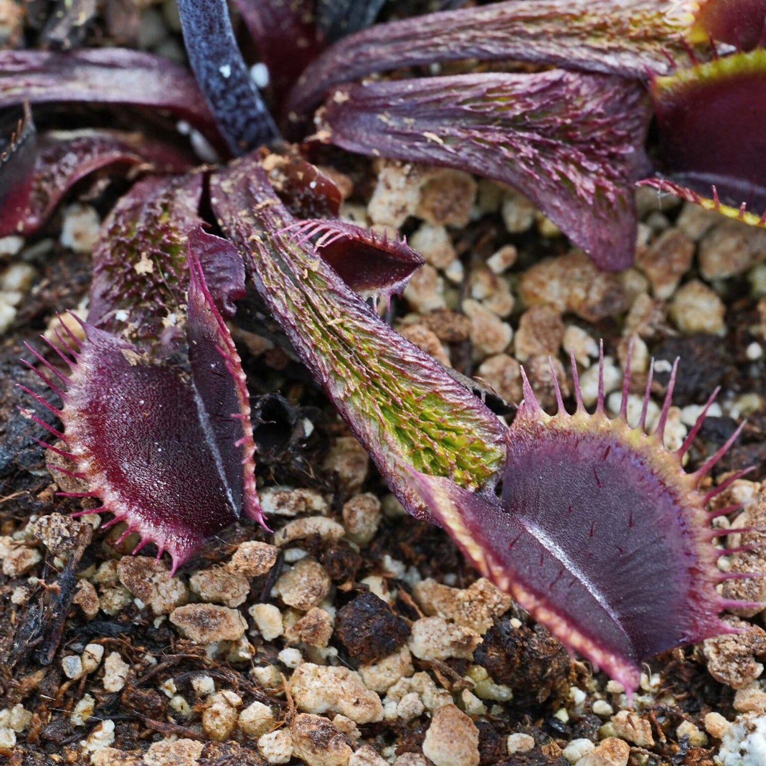 Dionaea m. “Asura” Potted