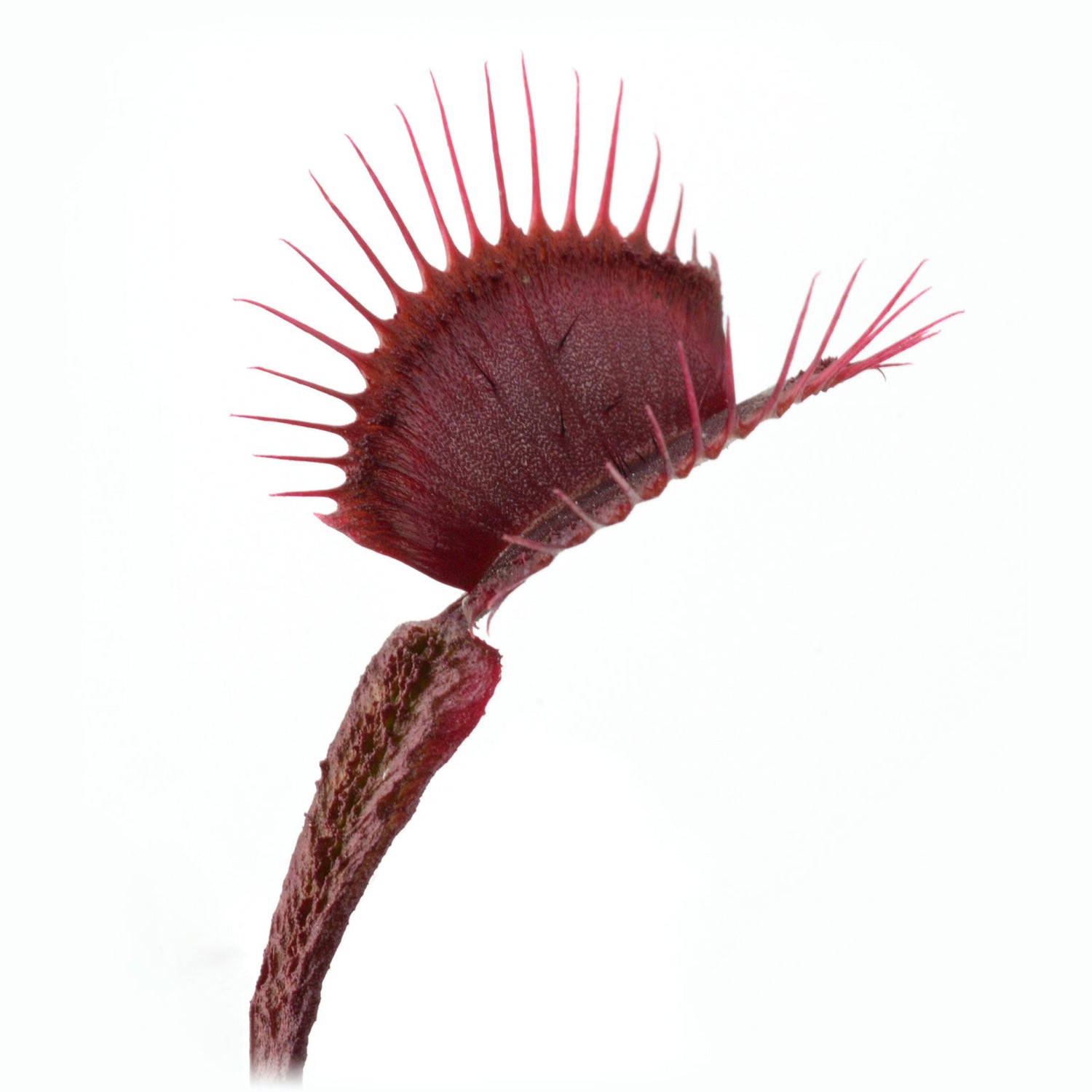 Dionaea m. “Asura” Potted
