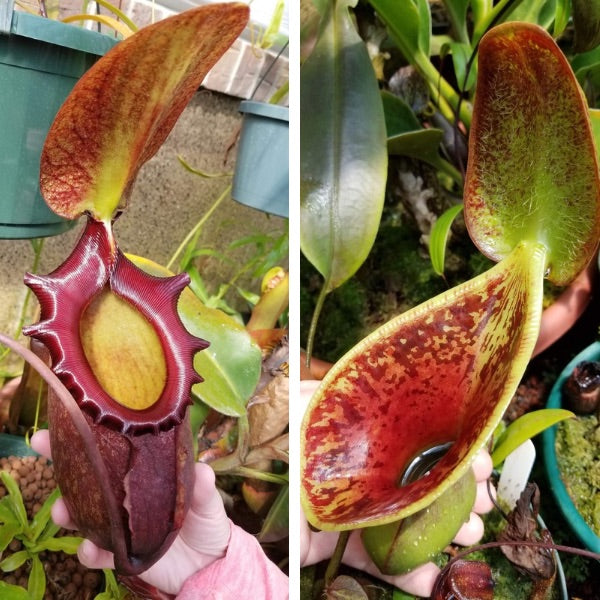 Nepenthes Rajah