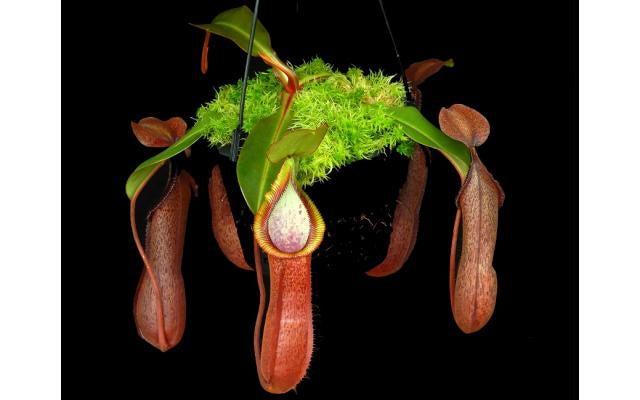 Nepenthes hamata x truncata Potted