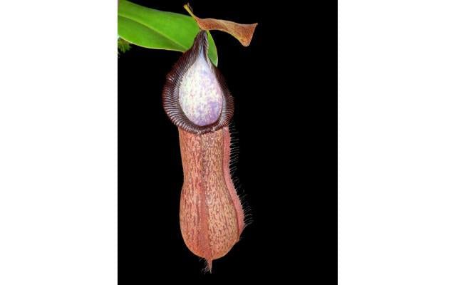 Nepenthes hamata x truncata Potted