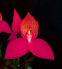 Disa Unifoam Potted
