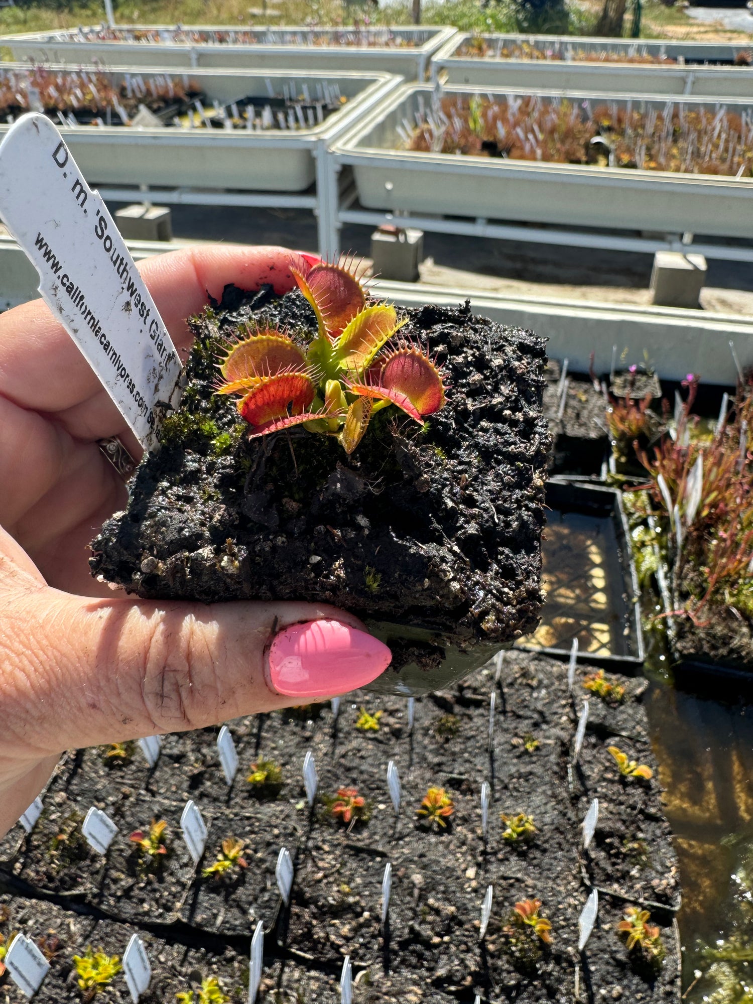 Dionaea m. 'Southwest Giant' Potted