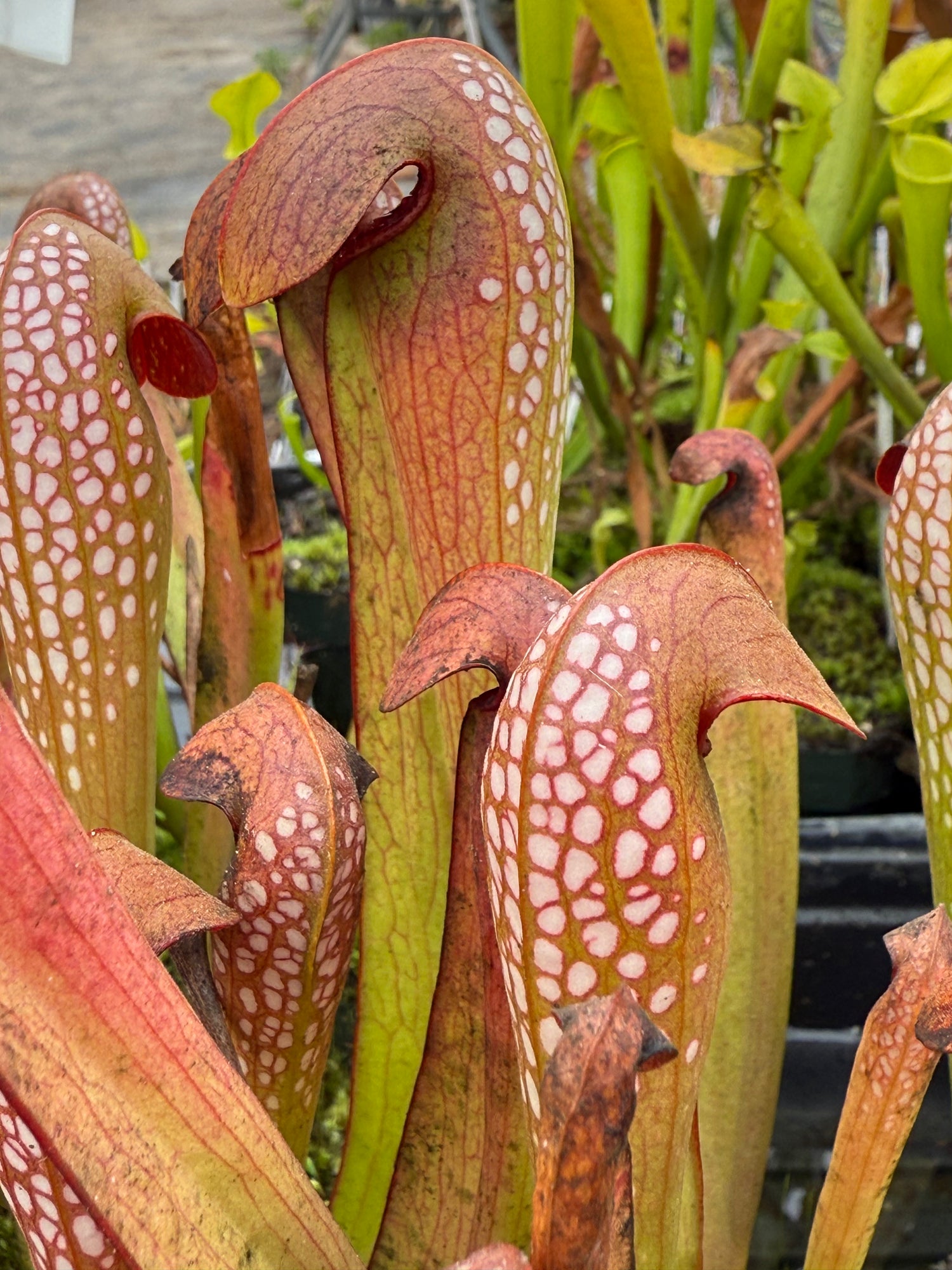 Sarracenia minor “Ch’ien Lee” Potted