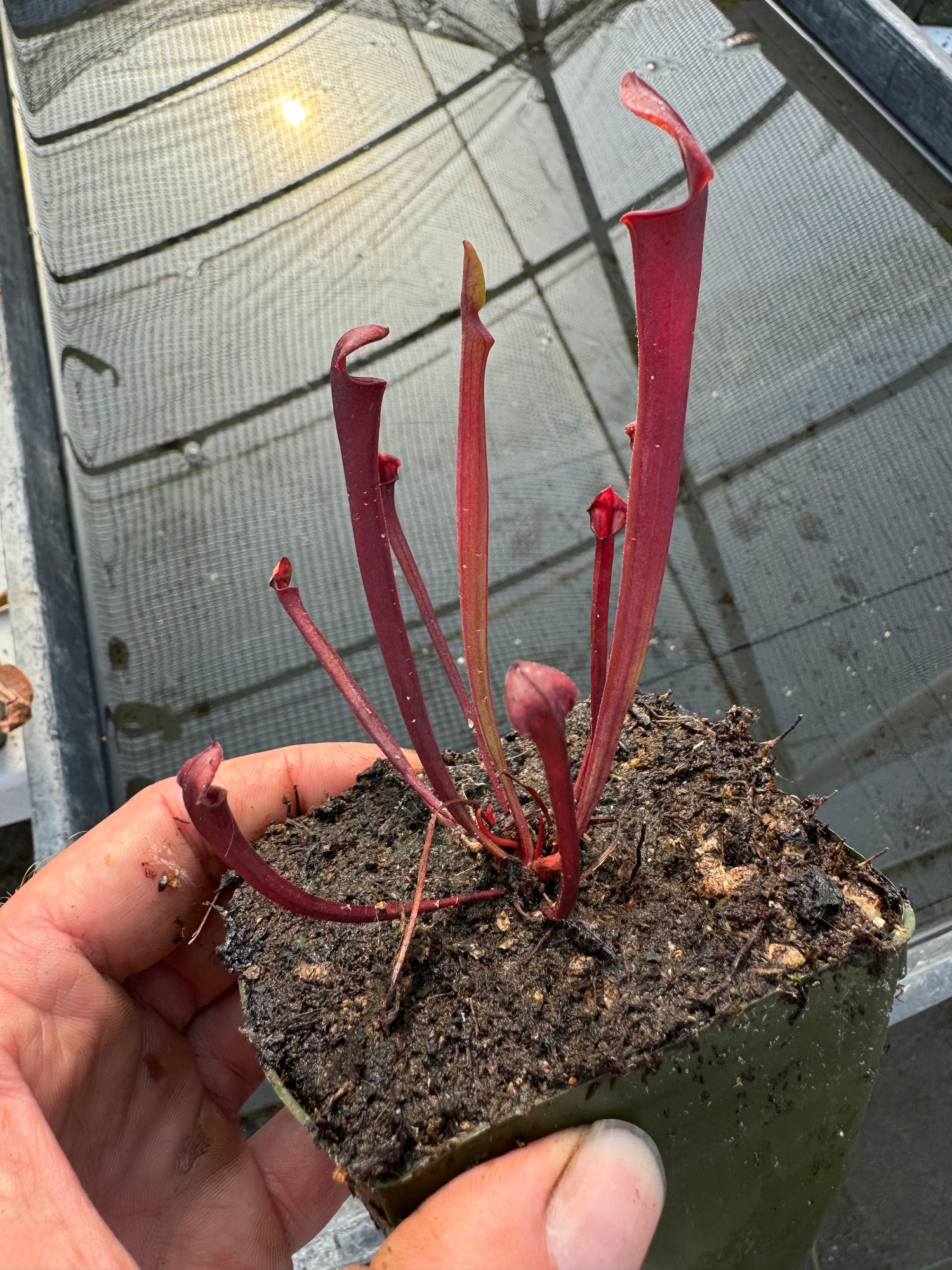 Sarracenia flava v. rubricorpora Tissue Culture Potted