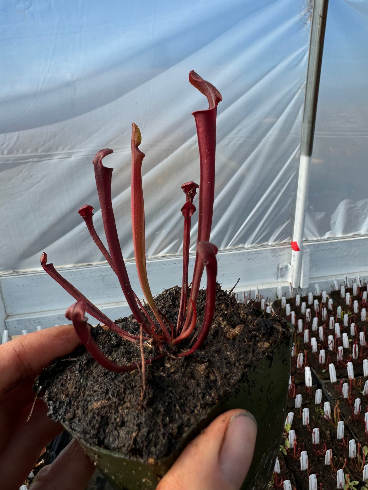 Sarracenia flava v. rubricorpora Tissue Culture Potted