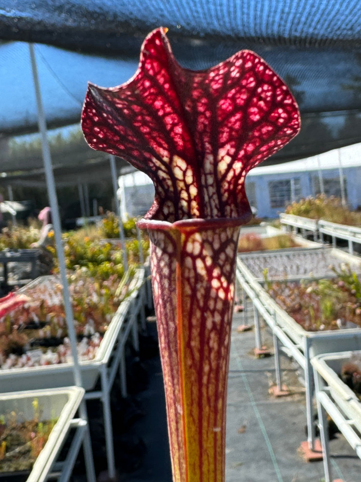 Sarracenia alata “pubescent black” x ( ‘Caitrin Claire’ ) Potted