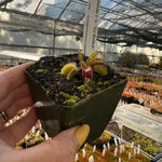 Dionaea GJ Goliath