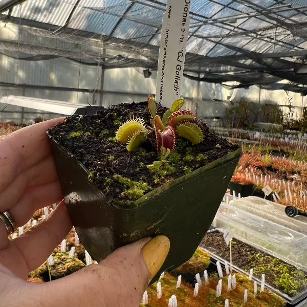 Dionaea GJ Goliath