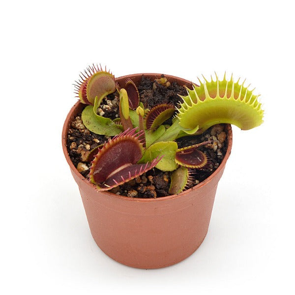 Dionaea GJ Goliath