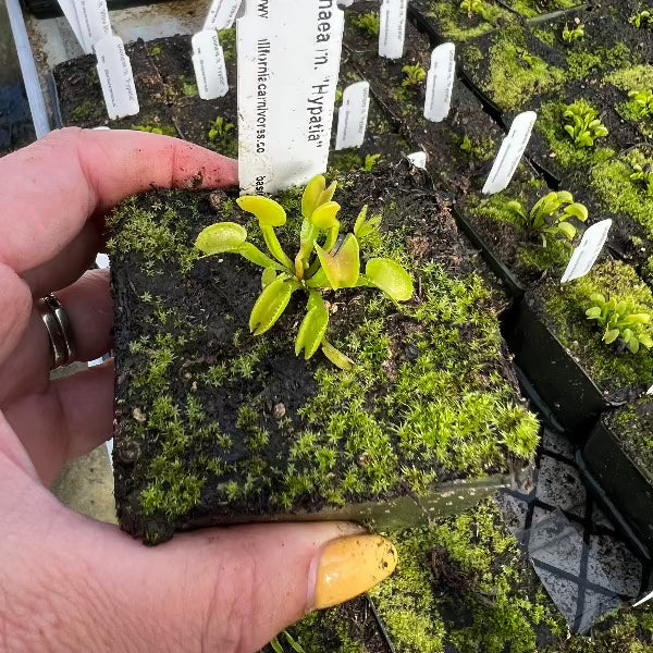 Dionaea Hypatia
