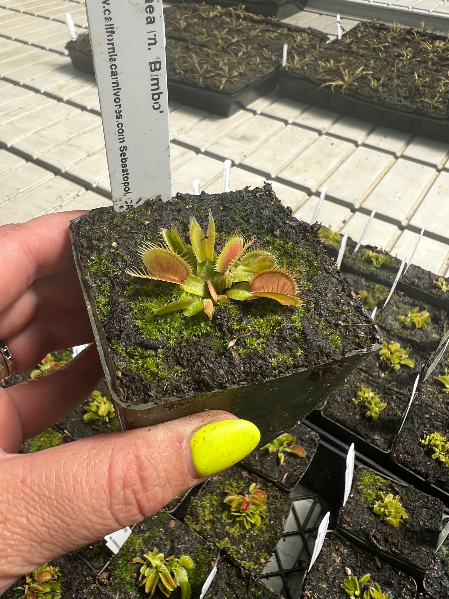 Dionaea m. 'Bimbo' JH Potted