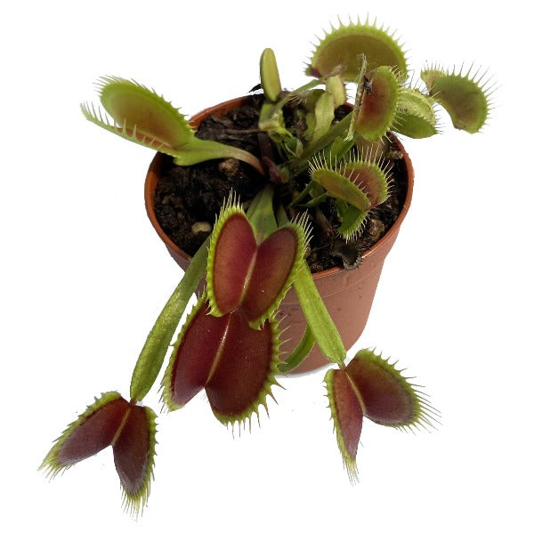 Dionaea La Grosse a Guigui