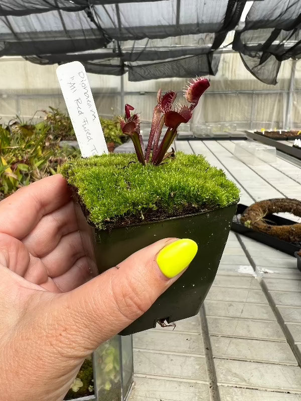 Dionaea All Red Fused Tooth