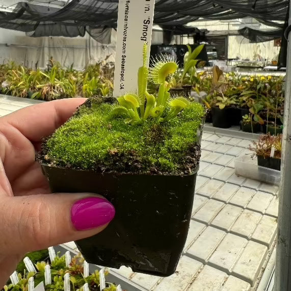 Dionaea Smog