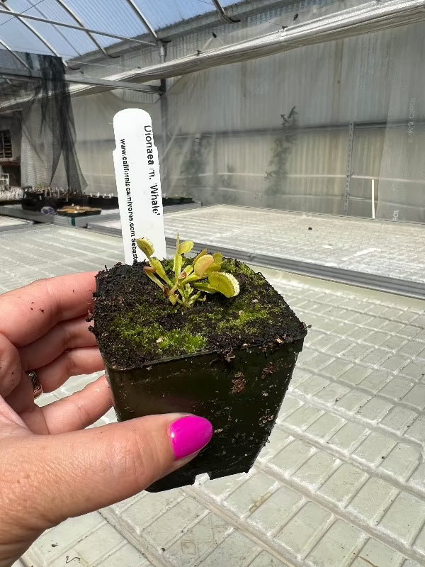 Dionaea whale